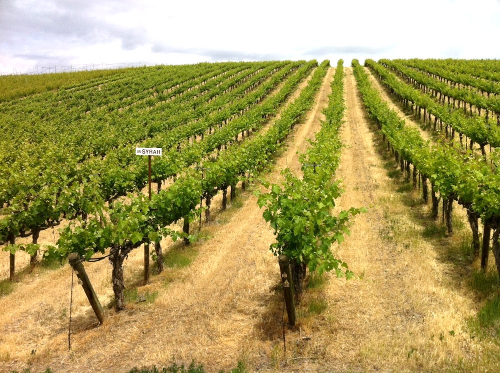 A vineyard